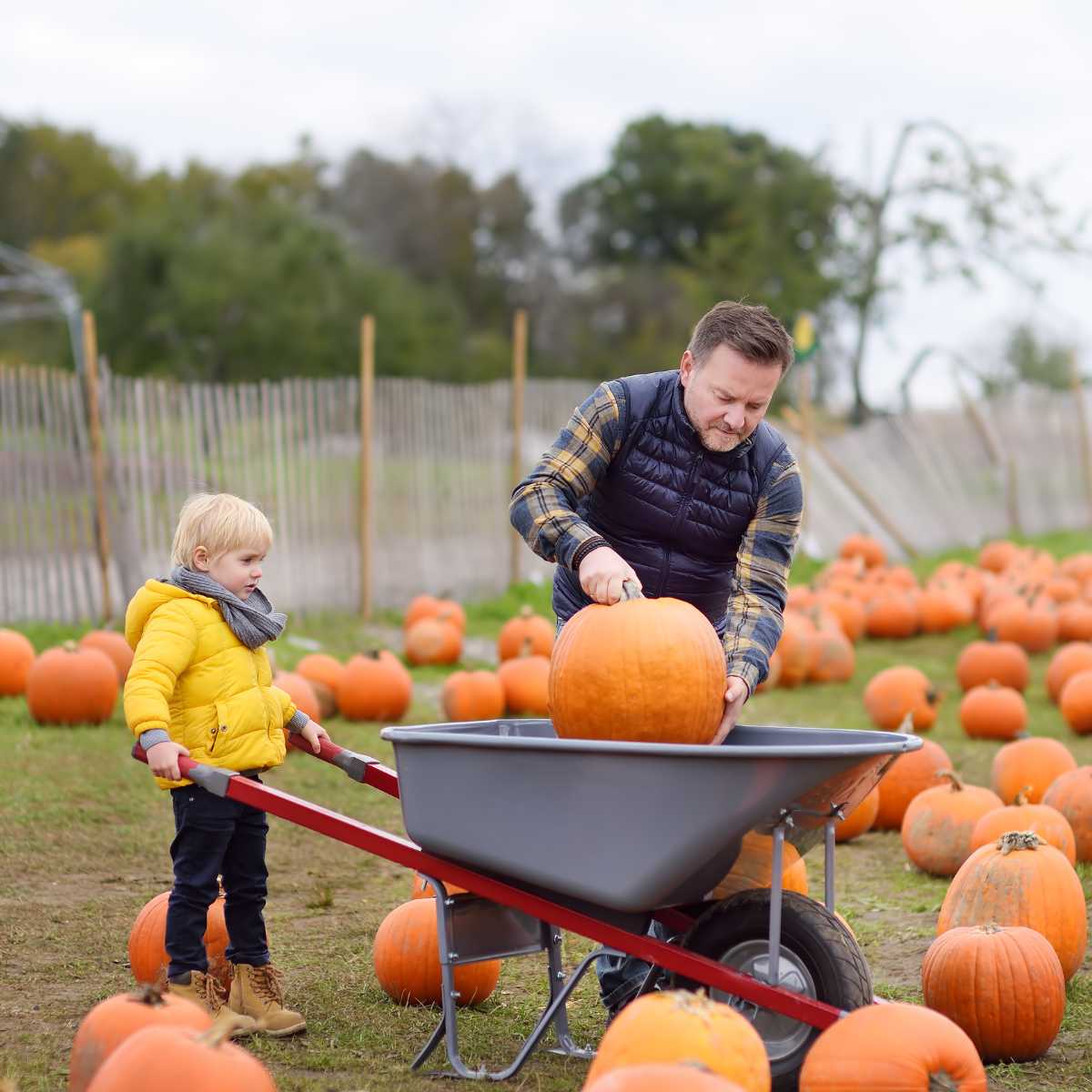 Picking the Perfect Pumpkin Picking the Perfect Pumpkin