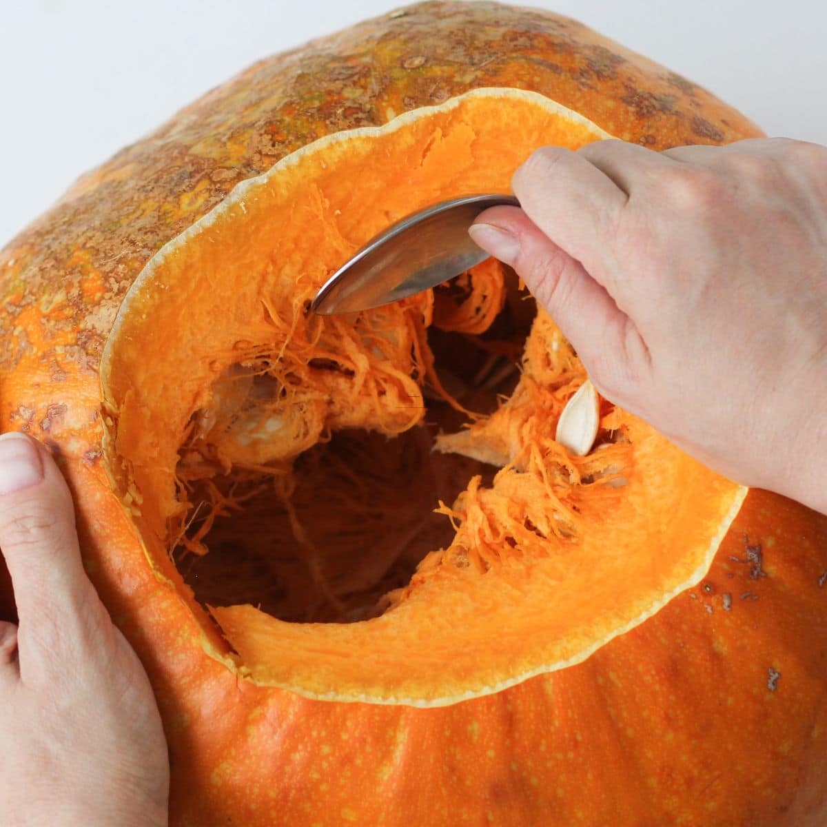 Cutting the Pumpkin Top Cutting the Pumpkin Top