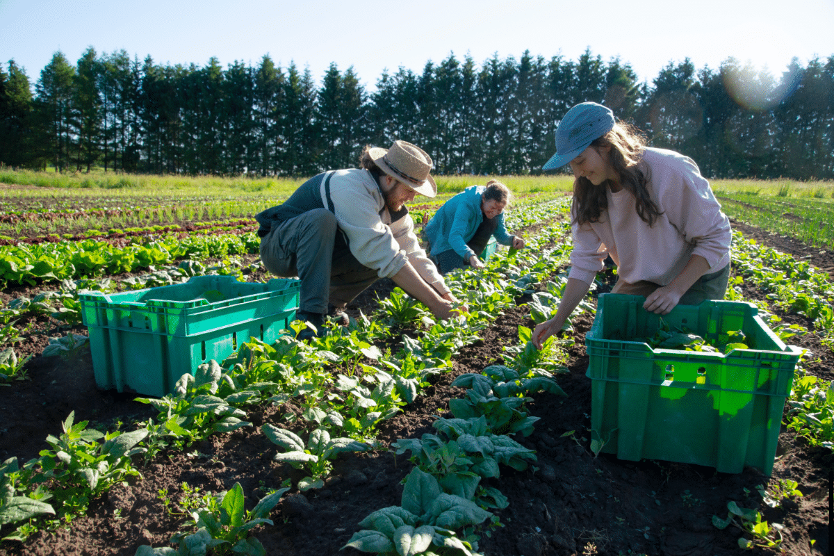 farm-to-table movement farm-to-table movement