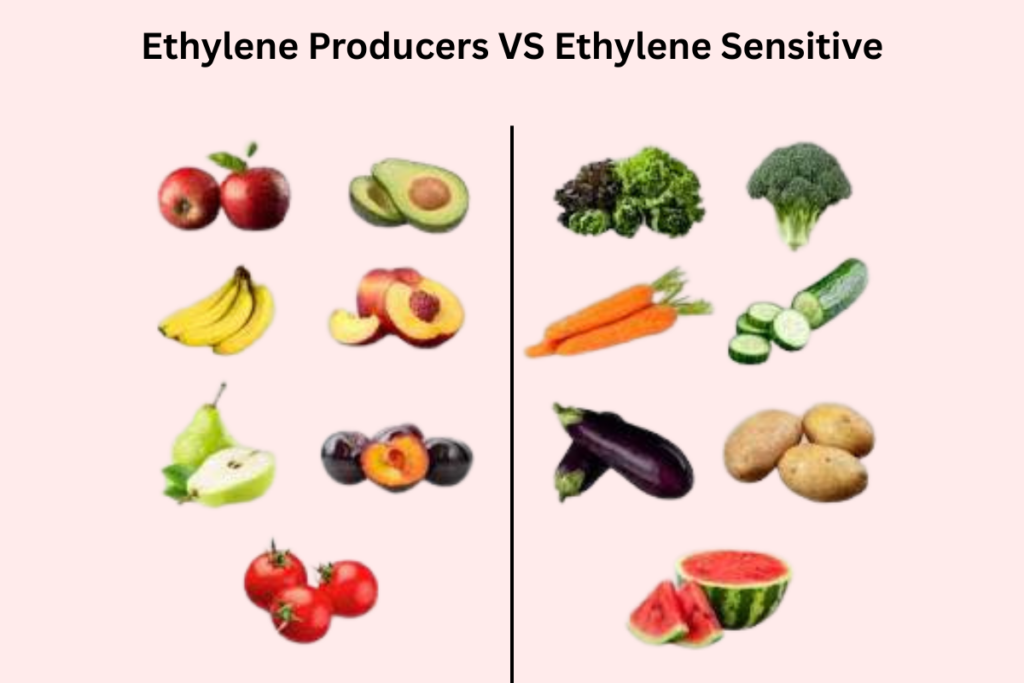  Ethylene Producers VS Ethylene Sensitive 