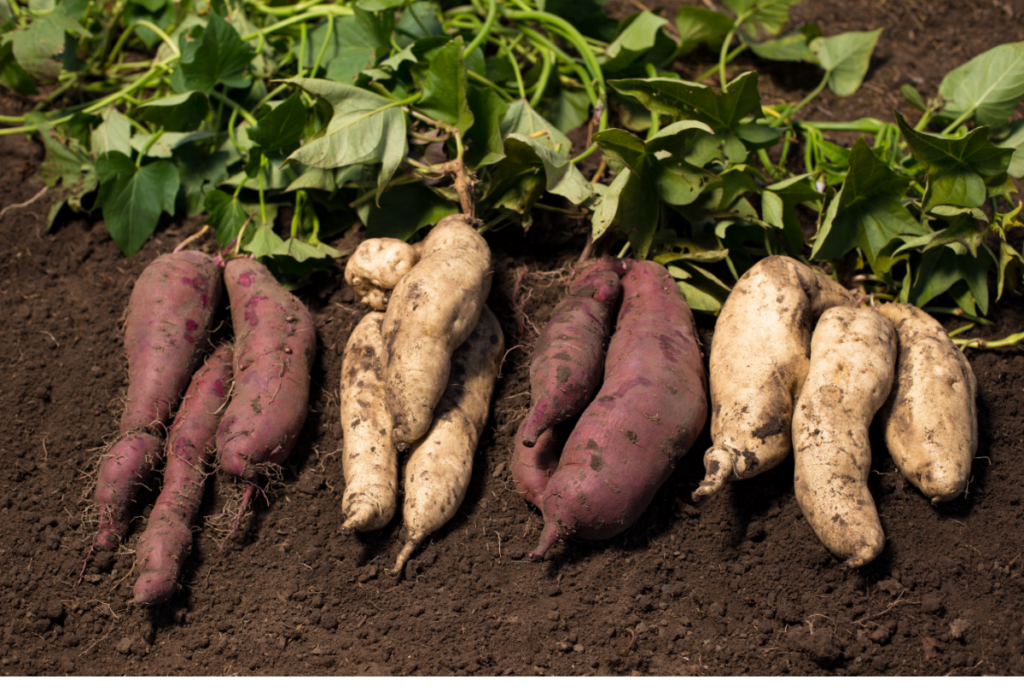 Types of Sweet Potatoes
