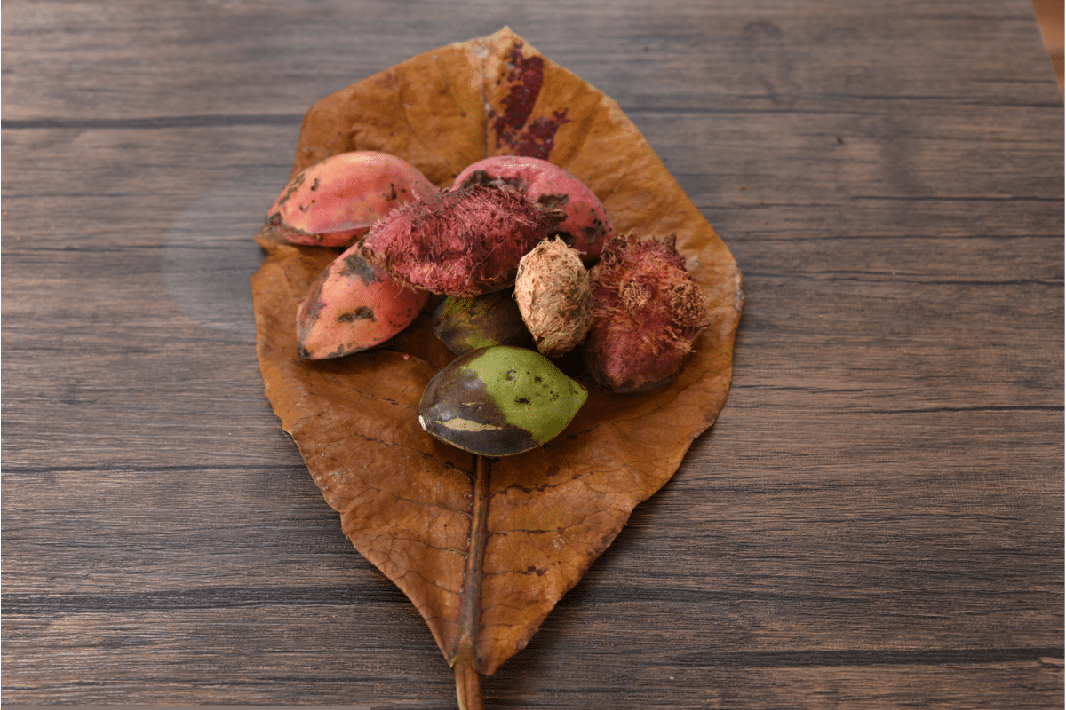 Foods That Start With I: Indian Almond Fruit