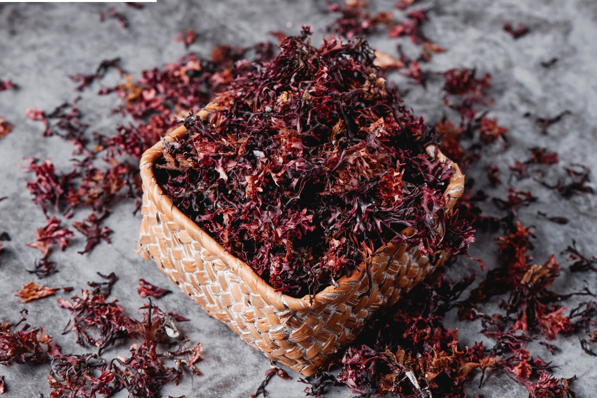 Foods that start with I: Irish Moss (Seaweed)