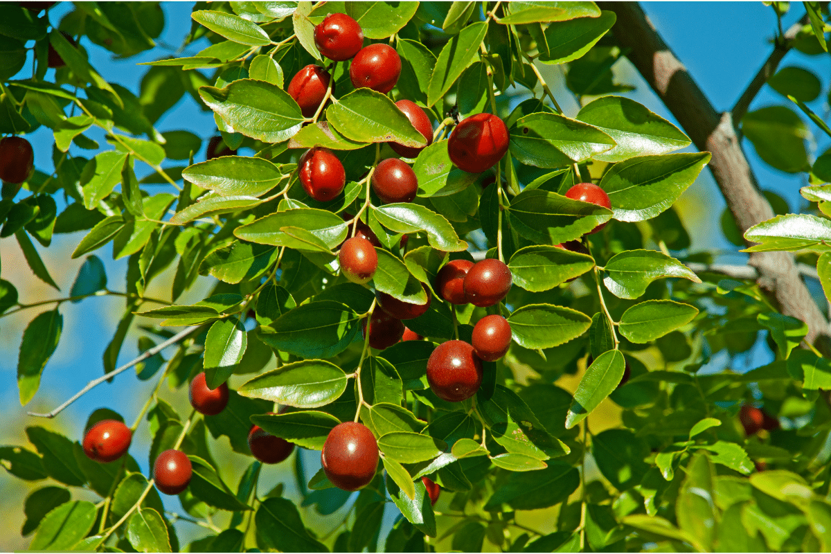 Fruits That Start With J: Jujube (Chinese Date)