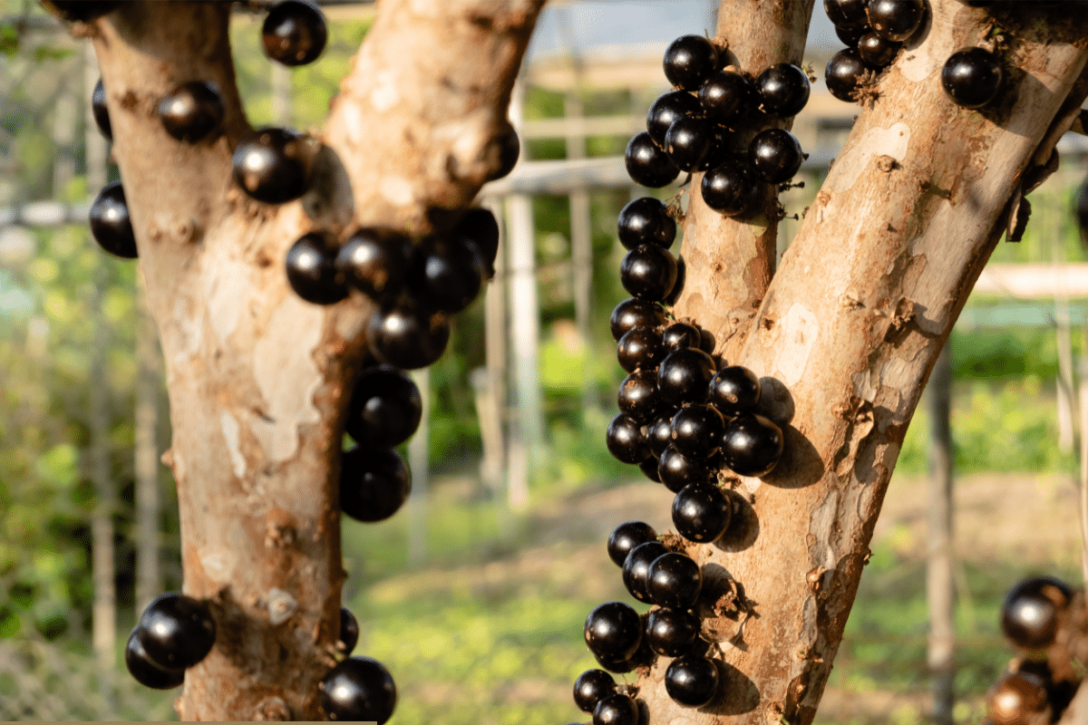 Fruits That Start With J: Jaboticaba