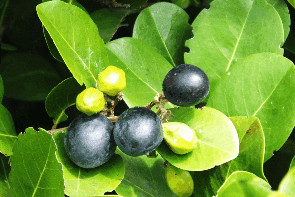 Foods that start with the letter I: Icaco