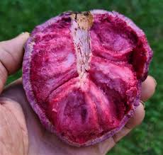 food that start with the letter I: Ilama
